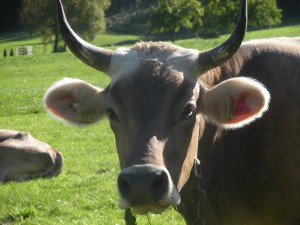 Tierkommunikation mit Kühen            